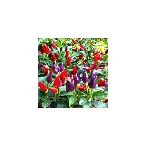 ������ ������ ������ ������ ����� �������, 5 ����� + ������� ����