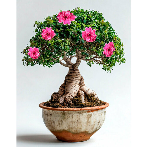 ������ ������ ������ �� ��������� 