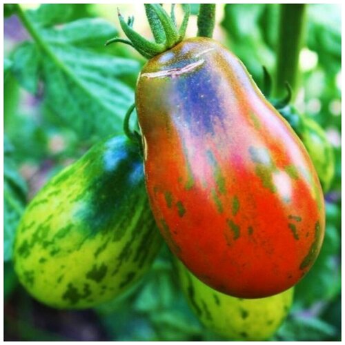 ������ ������ ������ ������ ����� ���� ������� �������� 10 ��. ����