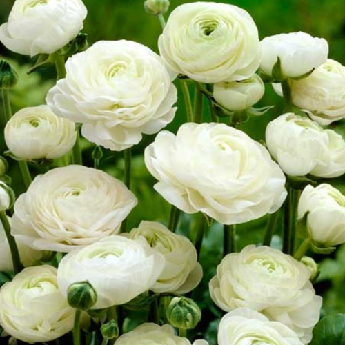 ������ ������ �������� ������, ���� �����, ���������� WHITE ( 10 ������� ) ����