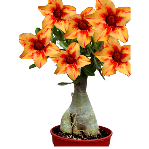 ������ ������ ������������ ������ ������� ������� ������ 3 ��. ����