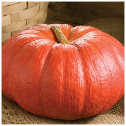 ������ ������ ������ ������ ����� ������ 5 ��. ����