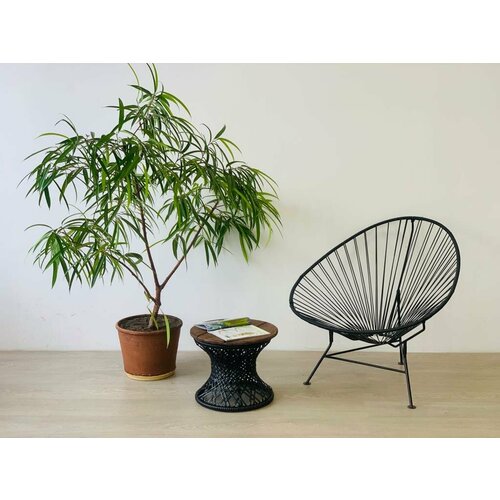 ������ ������ ������ �������, ���������� ����