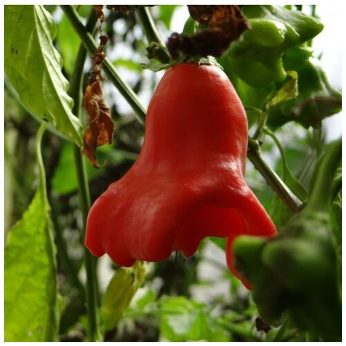 ������ ������ ������ ������ ����� ������ ����������� ������� 5 ��. ����