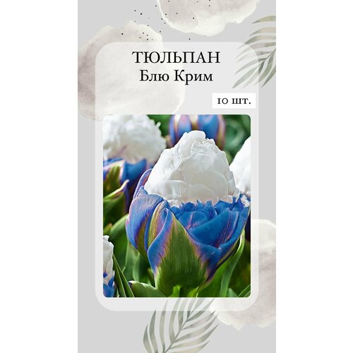 ������ ������ �������� ���������� ����� ����