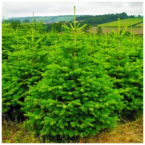 ������ ������ ������ ��������� ����� �������� �������, 30 �� ����