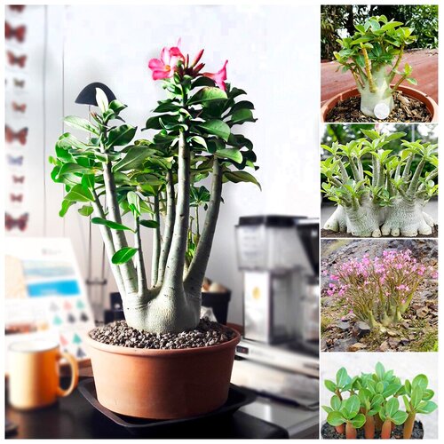 ������ ������ ������ ��������� ������� �������� ����, 5 �� ����