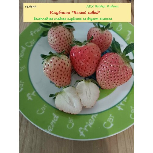 ������ ������ �������� 