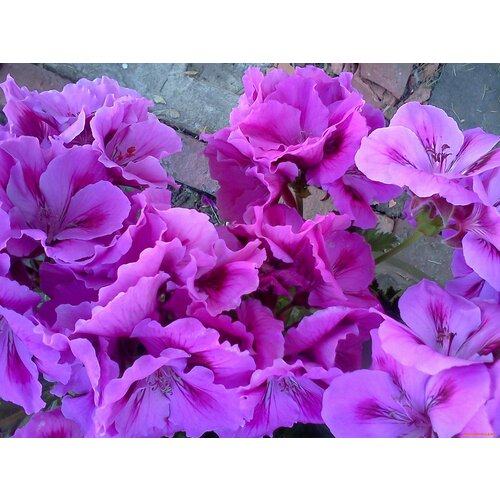 ������ ������ ������ ���������� ��������� ��� ��� ������ 4 �� (1 �������� (O)) ����