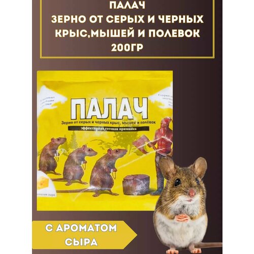 ������ ������ ����� �� ���� � ����� 200�� ����