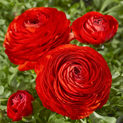 ������ ������ ������� ����������� (�����) ������� 11��. ����