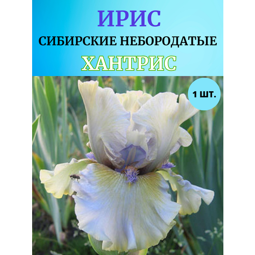 ������ ������ ���� �������� �������, ����������� ����� ����