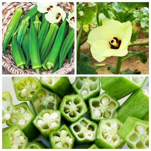 ������ ������ ���� �����, ������, 5 �� ����