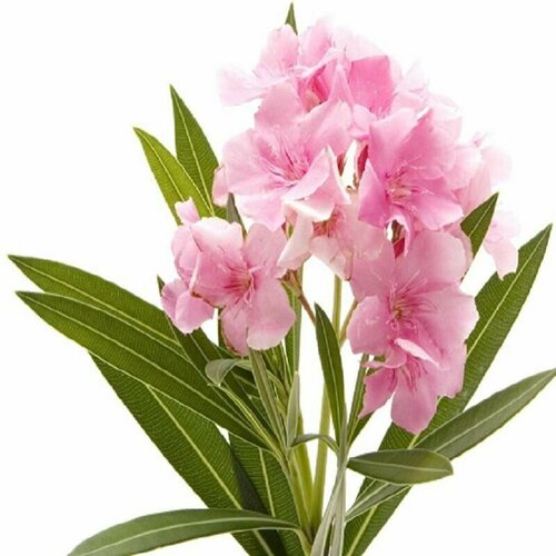 ������ ������ ������� ������-�������, ������ ����