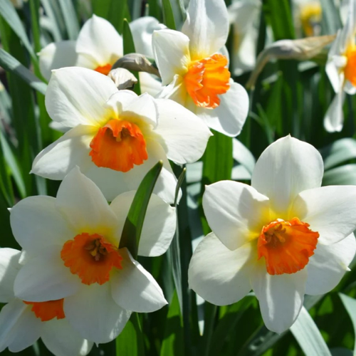 ������ ������ �������� �������� SEMPRE AVANTI ( 5 �� ) ����