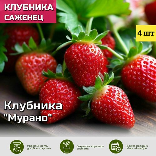 ������ ������ �������� ������ ������� ��� ����