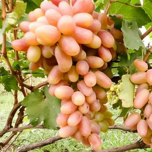 ������ ������ �������� �������� ����