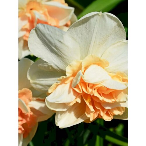 ������ ������ �������� ������� �������� - 10 ��. ����