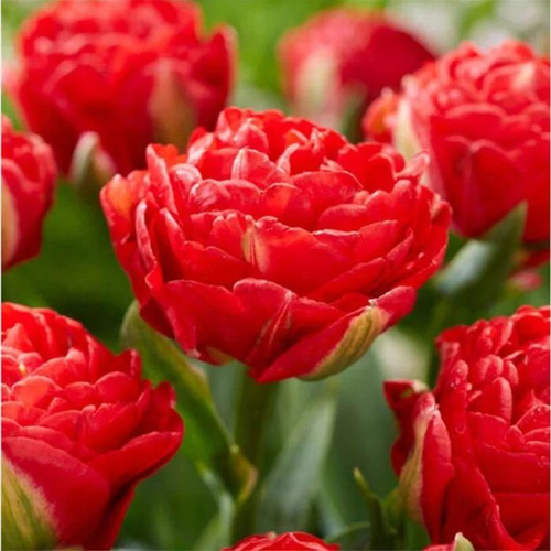 ������ ������ �������� ������, Chipollino flowers, ������� PAMPLONA (5 �������) ����