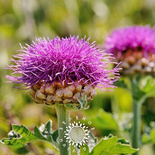 ������ ������ ������ ������ - ������� ������ (���. Rhaponticum carthamoides) 15�� ����