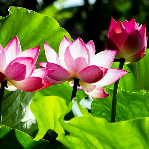 ������ ������ ����� ����������� ������, ������, 5 �� ����