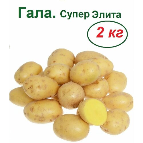 ������ ������ �������� ��������� ����, ����� 2 ��, ������� ����, �������, �����������, ��������, ����� ����� ��������� ��������������� ������� �������� ����