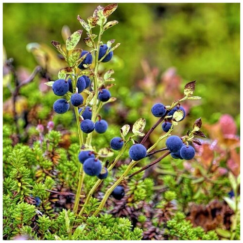 ������ ������ ������ ������ ������� ������ ����� 30 ��. ����