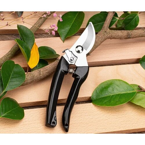 ������ ������ ������� ������ ����