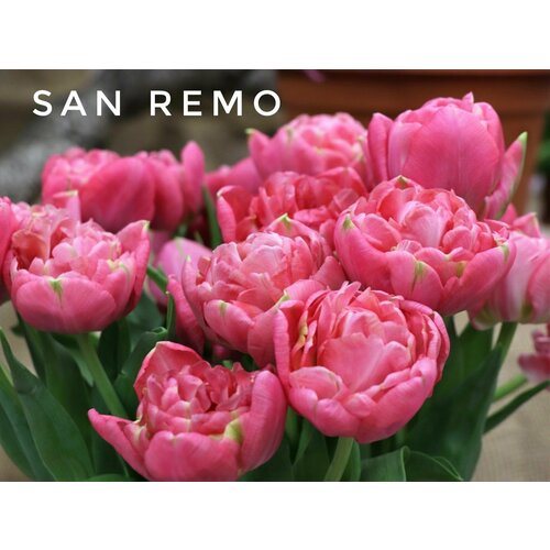 ������ ������ �������� ����������� , �������� ���� SAN REMO (4 ��) ����