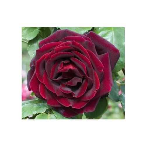 ������ ������ ������ ���� �����-��������� ���� ����� 5 ��. (1 ��������) ����