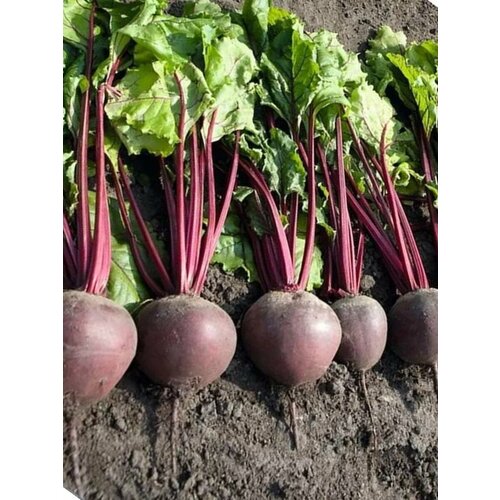 ������ ������ ������ ����� ����� F1 ����