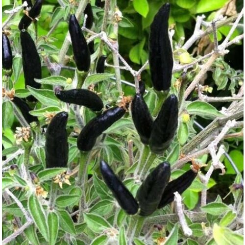 ������ ������ ������ ������ ����� ������ ������ �����, Goats weed 5 ��. ����