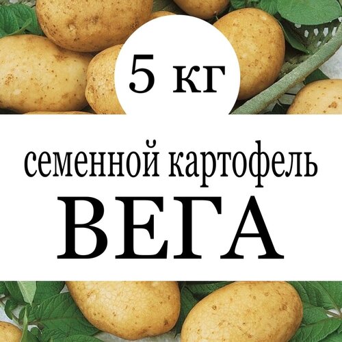 купить Картофель семенной клубни Вега 5 кг интернет магазин - доставка и заказ по Москве, Санкт-Петербургу, России и СНГ