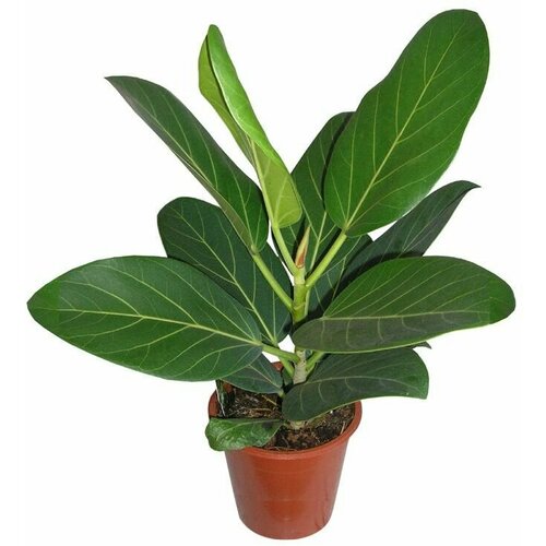 ������ ������ ����� �����������, ������ ����