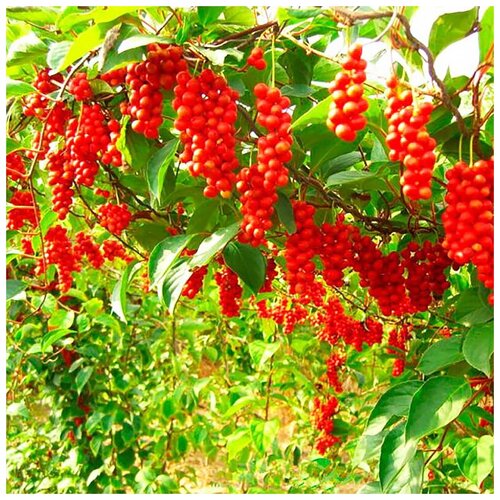 ������ ������ ������ ��������� �������� ��������� ������, 20 �� ����