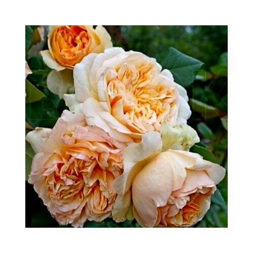 ������ ������ ���� ��������� ������� ���� ����