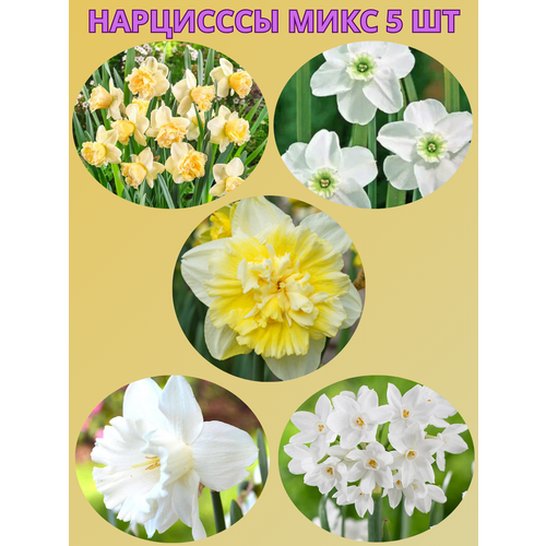 ������ ������ �������� ����������� �����, �������� 5 �� ����5 ����