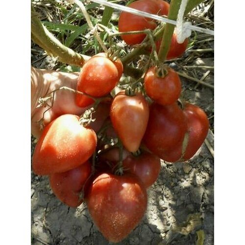 ������ ������ ������ ����� ������ �������� ������� 20 ��. ����