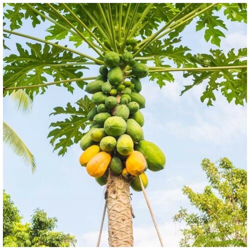 ������ ������ ������ ������ ������ Coorg Honeydew 30 ��. ����