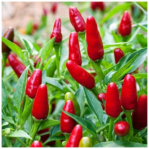 ������ ������ ������ ������ ����� ������ ������� �������� 5 ��. ����