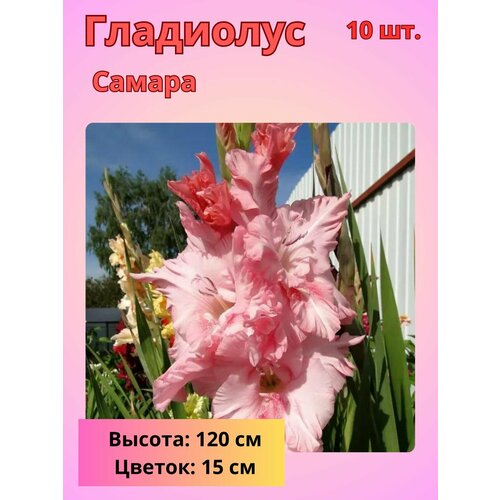 ������ ������ ��������� ��������������� ������, �������� ���������� ����