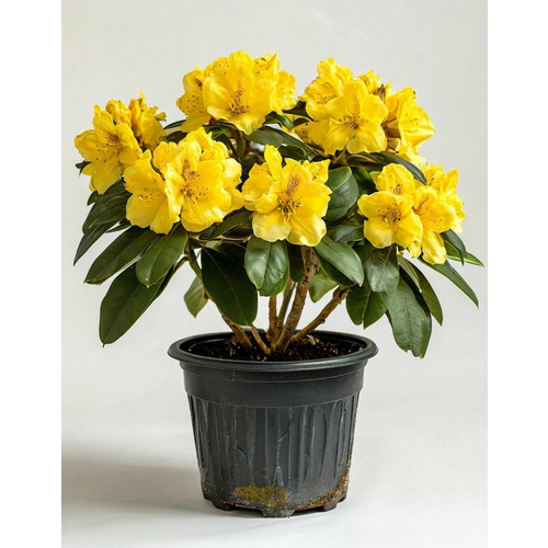 ������ ������ ������ ������������ ������, ��� ������������ ����, 25 �� ����