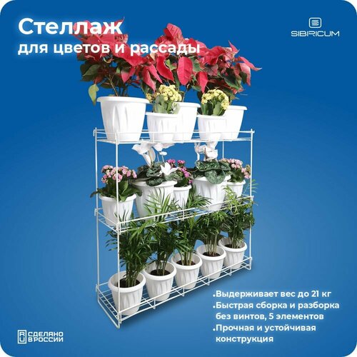 ������ ������ ������� ��� �������, ��������� ��� ������, �� ����������, �������������, 3 �����, ����� ����