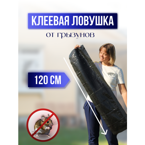 ������ ������ ��������� ��� ����� ������� ������� 120�� ����