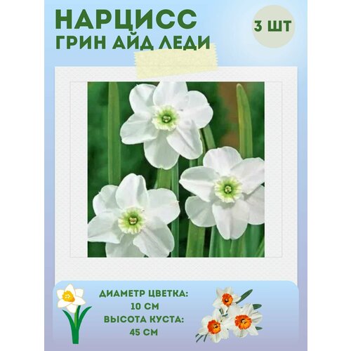 ������ ������ ������� ���� ��� ����, ����������� �����, �������� 3 �� ����