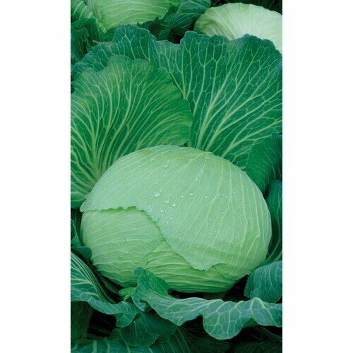 ������ ������ ������ ������� ������������ �������� �������� F1 0,3�� (��) �/� ����