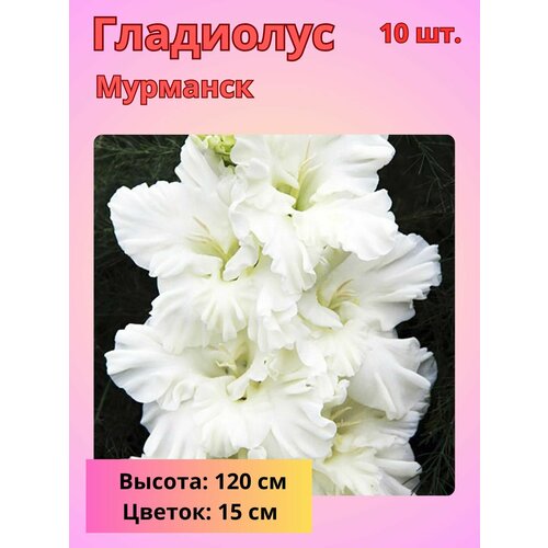 ������ ������ ��������� ���������������, �������� ���������� 10 �� ����