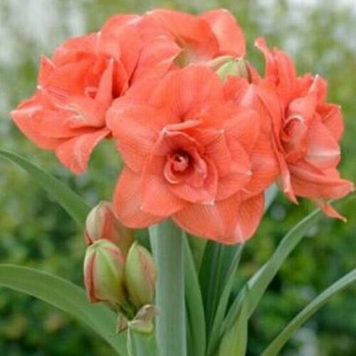 ������ ������ ����������� ������, Hippeastrum Benito, ������ ����