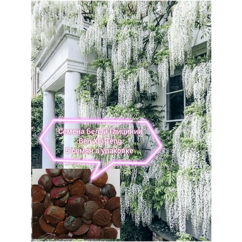 ������ ������ ������ ����� �������� Ben Xia Teng 5 ����� � �������� ����