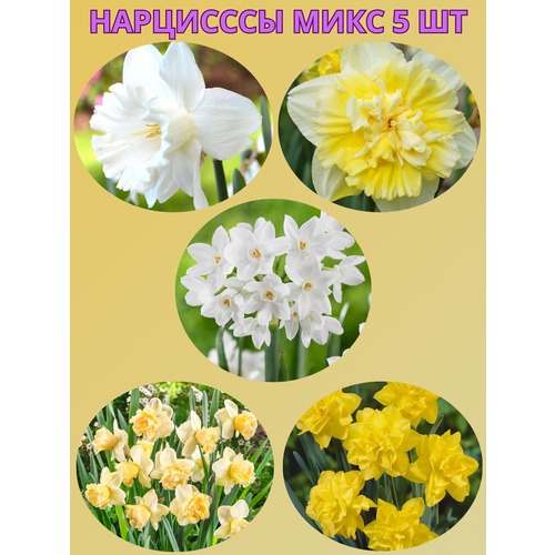 ������ ������ �������� ����������� �����, �������� 5 �� ����1 ����